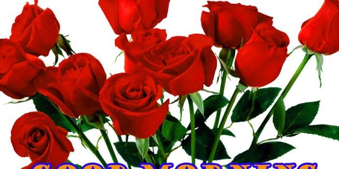 1160x757 Good Morning Red Rose Wallpaper Photo Pictures Hd For - Aesthetic