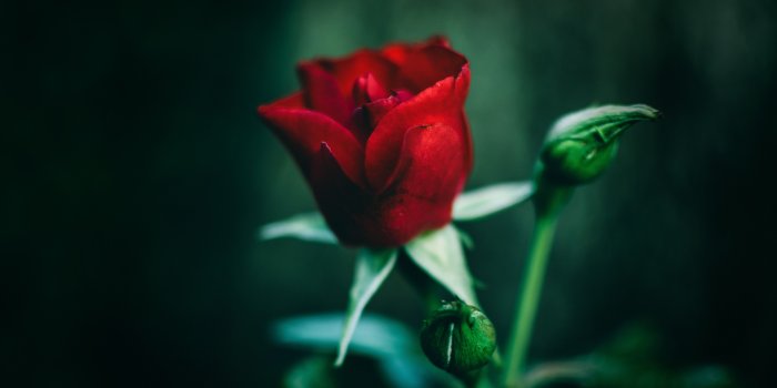 6000x4000 Close-Up Photography of Red Rose · Free Stock Photo