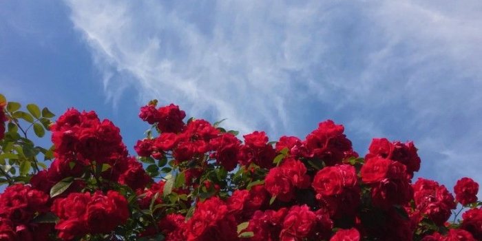 780x1040 Aesthetic Flowers Wallpapers