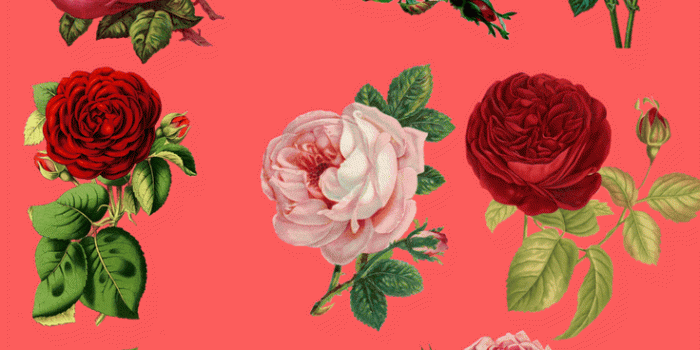 736x1308 Red Roses Iphone 8 Wallpaper - Iphone 7 Spring Cute (#39907) - HD