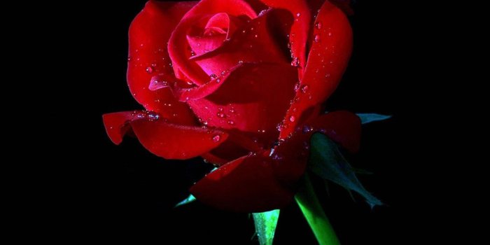 1080x2248 Red Flower Black Background ·① WallpaperTag