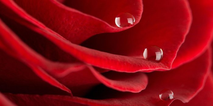 2560x1600 Red Rose Wallpapers (67+ background pictures)