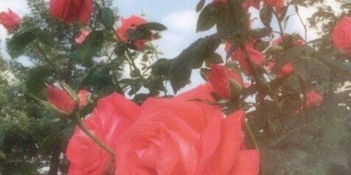 719x1280 Popular Aesthetic Rose Wallpaper - Glodakk