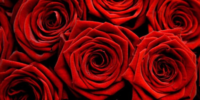 1024x768 Red rose wallpapers free download Gallery