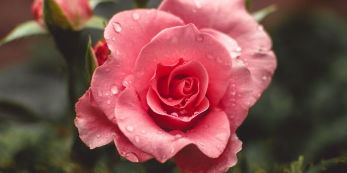 1000x1500 Rose Pictures [HD] | Download Free Images & Stock Photos on Unsplash