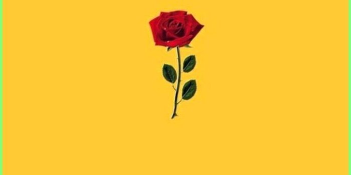 720x1272 Iphone Wallpaper Aesthetic - visit for more just a simple red rose