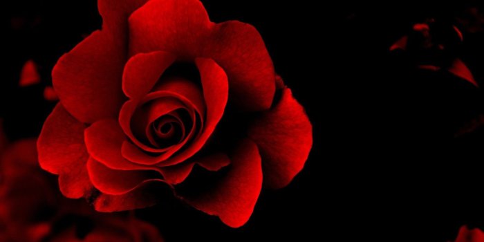 1920x1080 Red Rose Desktop Wallpapers Group (92+)