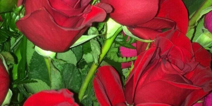 722x1278 75569001 ㅐㅂㅅ D ㅂ Я | • ɾσsҽs • | Red rose bouquet, Flowers, Red