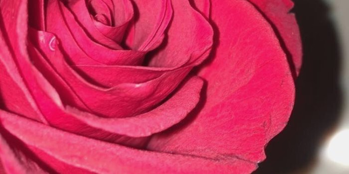 750x1334 10 Wallpaper Girl Rose - Download Wallpaper HD For PC Computer & Android