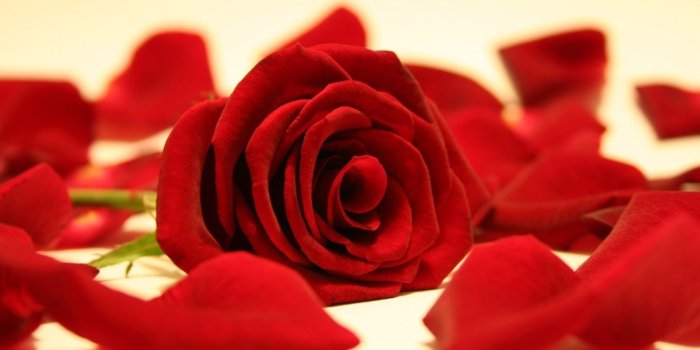 1440x900 Flower Red Rose Aesthetic Wallpaper - flower wallpaper