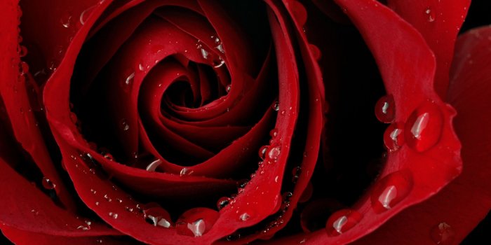 2560x1600 Red Rose Wallpapers ·① WallpaperTag