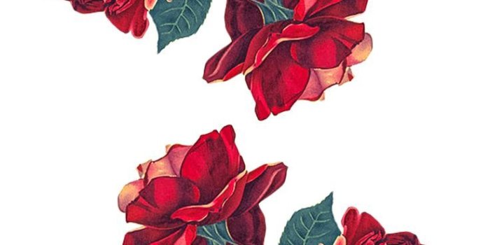 736x1132 36190652 #wallpaper #fondos de pantalla #red #roses #rosas