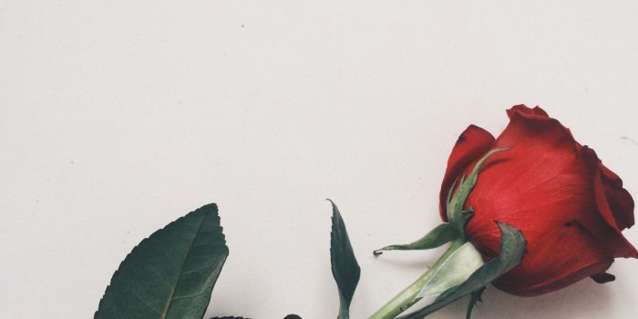 1280x1707 70354677 ~ Roses ~