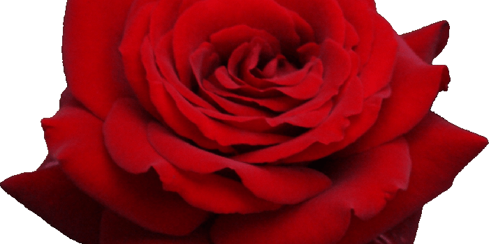 1249x1110 Rose Aesthetic Transparent & PNG Clipart Pictures Free Download