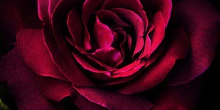 736x1309 Beautiful red rose iPhone Android phone wallpaper background lock