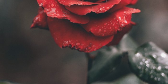 3021x5372 Vine Flower Wallpaper Aesthetic - Flowers Healthy