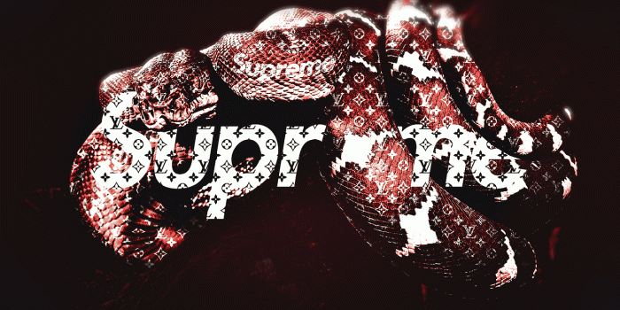 1280x1280 Gucci Snake Wallpapers