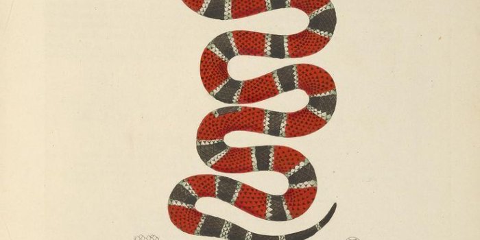 736x1161 Gucci Snake Iphone Wallpaper | Walljdi.org