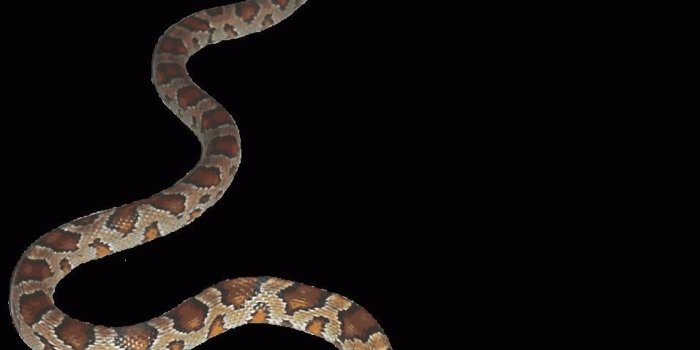 957x1024 Gucci Snake Wallpaper Desktop Wallpaper Desktop