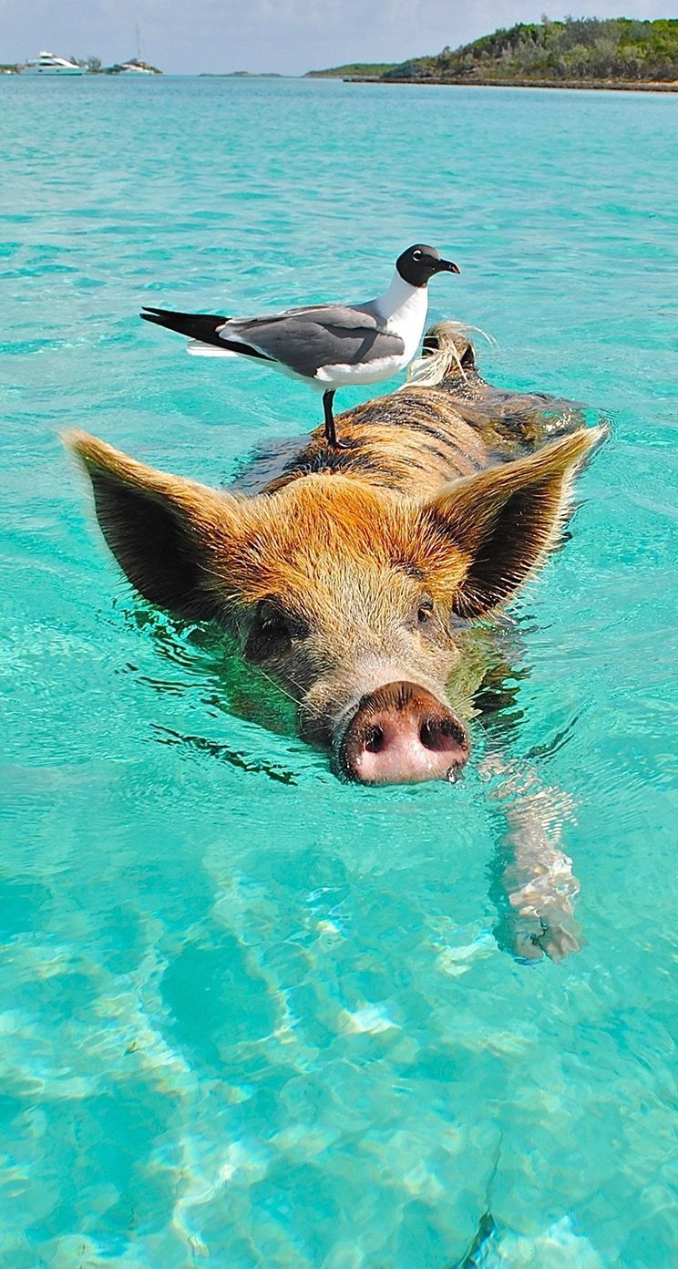 744x1392 pig #water #wallpaper #background #iphone | Funny animals | Pig