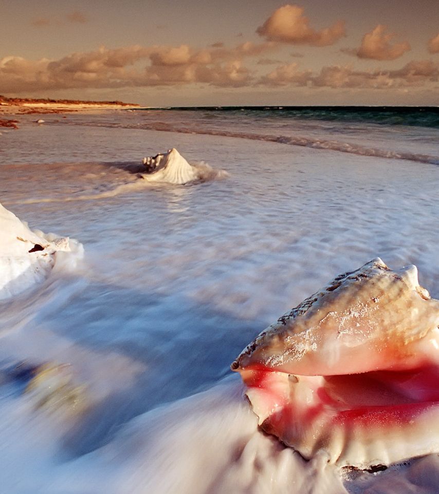 854x960 Conch shells at Cat Island of Bahamas wallpaper - Beach Wallpapers