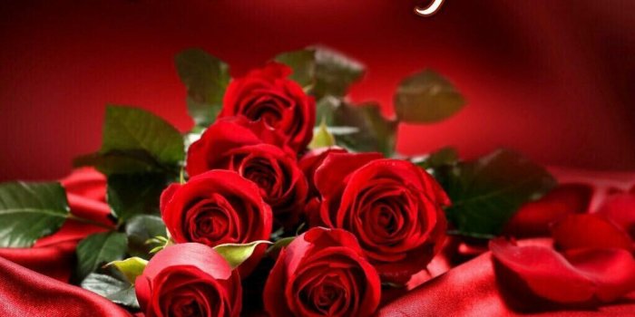 1024x1024 red rose romantic good morning pics ,red rose romantic good morning