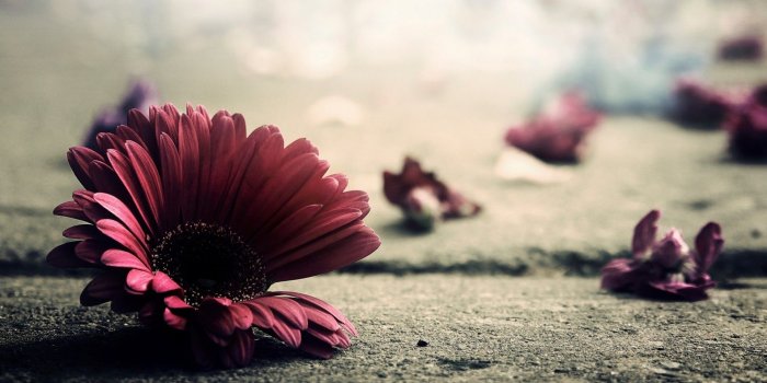 1920x1080 Best 40+ Rare Desktop Backgrounds on HipWallpaper | Rare Harry