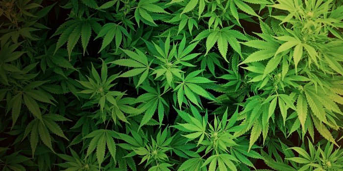 1920x1080 Weed Wallpapers Desktop