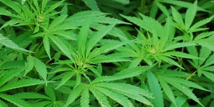 1080x1920 Weed Wallpaper HD 2018 for Android - APK Download