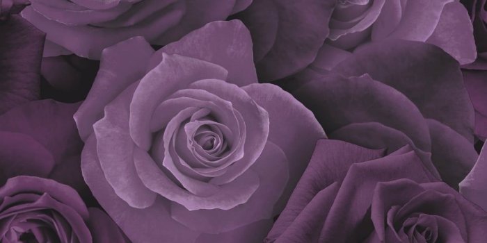 1000x1000 Purple Flower Pattern Wallpapers Mobile ~ Festival Wallpaper