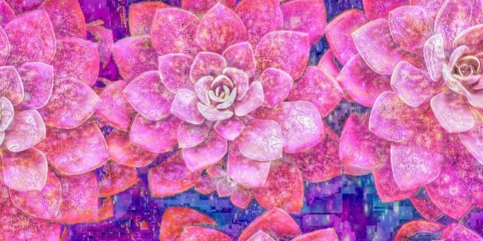 1200x2133 Pink Galaxy Succulents, made by me #pink #galaxy #wallpapers