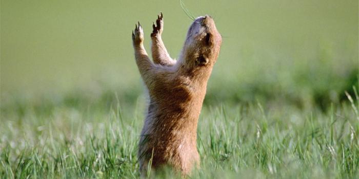 1920x1107 Top Funny Animals Wallpapers HD