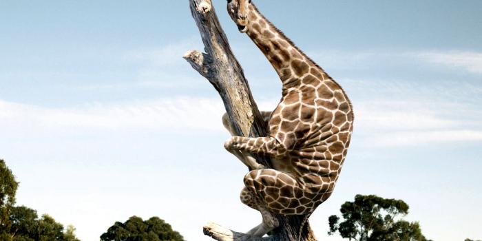 1680x1050 World's Funniest Wallpapers