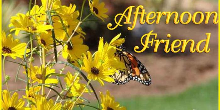 1024x768 16 Best Good Afternoon Images For Friends