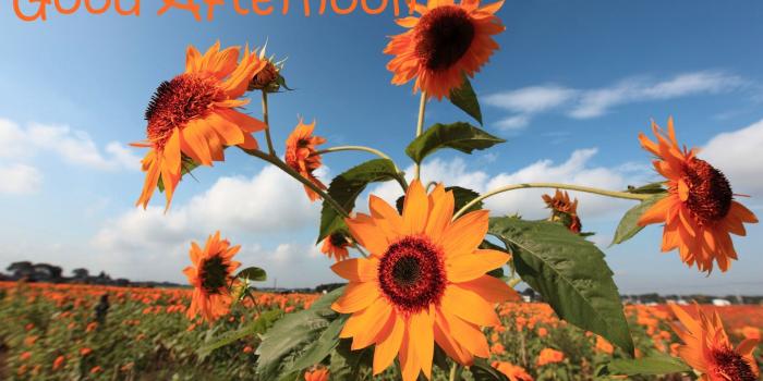 1920x1200 Good Afternoon Wallpaper(49+) Wallpaper Collections