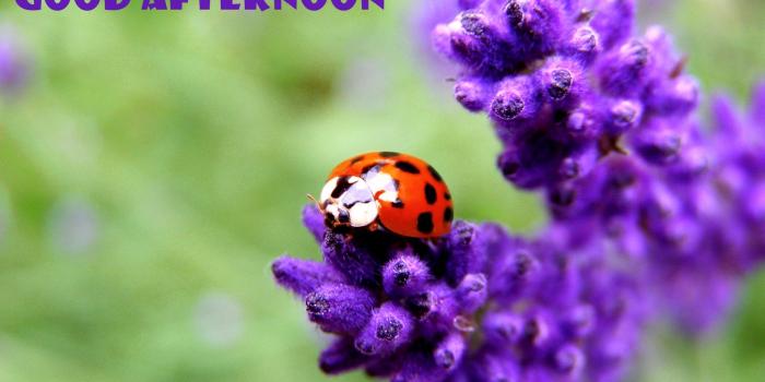 1920x1200 Good Afternoon HD Wallpaper #05115 | | wallpaperspick.com