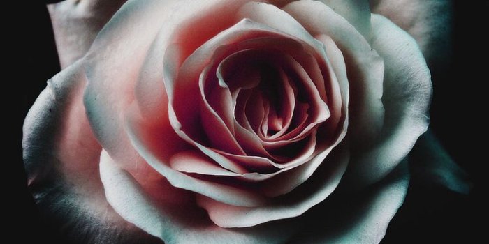 750x1333 The Dark Rose | Flowers in 2019 | Dark wallpaper, Flower wallpaper