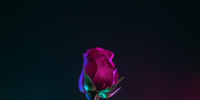 1000x1500 Aesthetic Rose Wallpapers - Top Free Aesthetic Rose Backgrounds