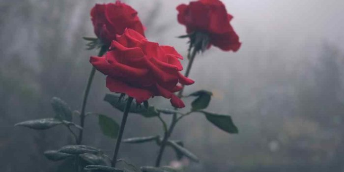 1011x1517 Dirat Ya on Đàn Ông | Flowers, Rose, Photography