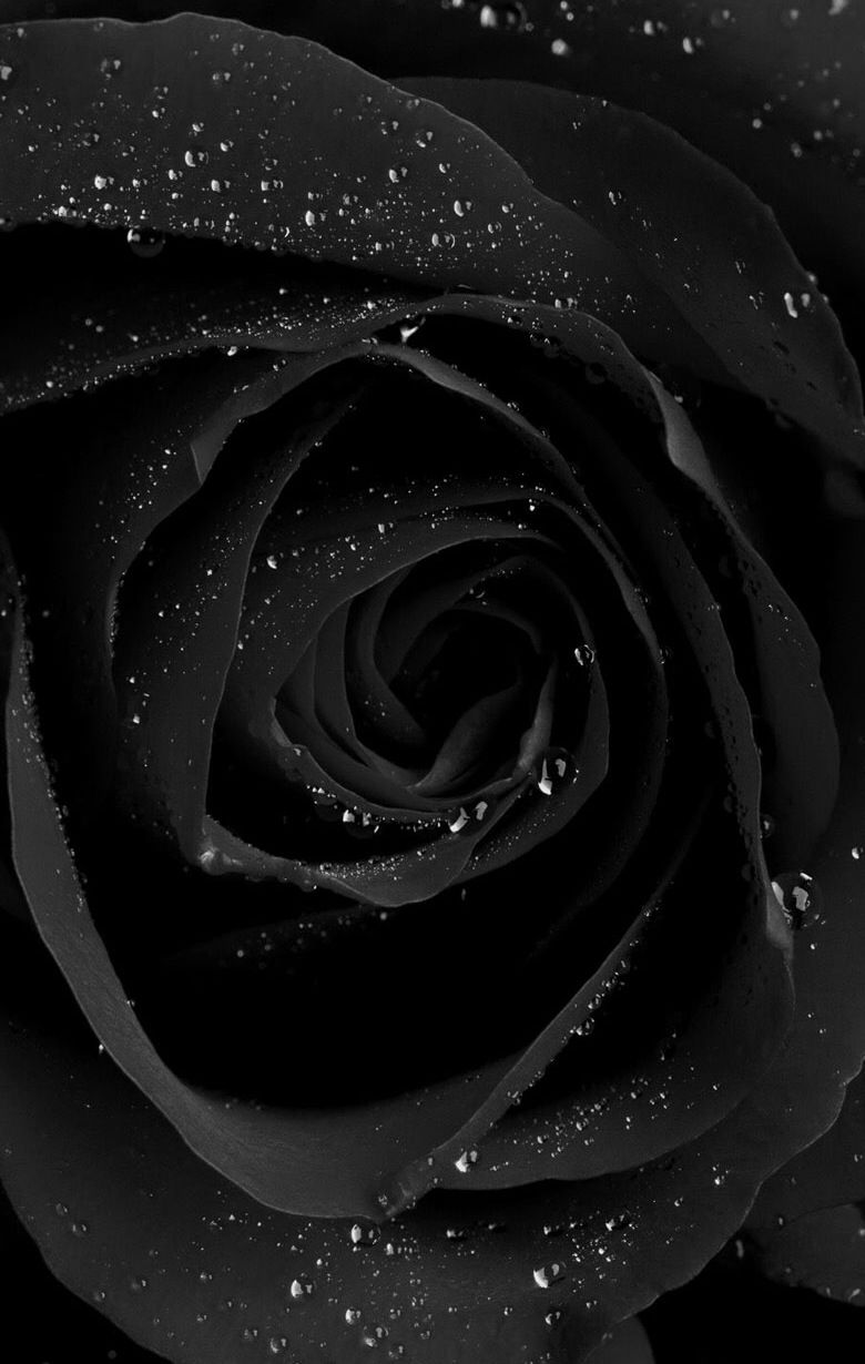 780x1230 black.quenalbertini | Wallpaper in 2019 | Black roses wallpaper