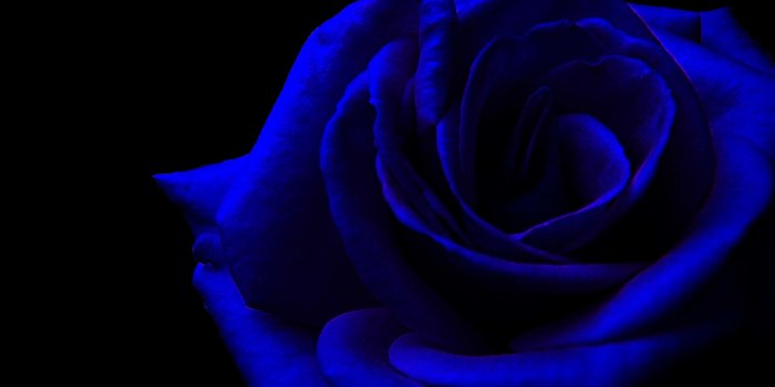3252x2052 Roses with Black Background (50+ images)