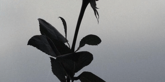 1125x2001 Grunge Rose Aesthetic Desktop Wallpapers - Top Free Grunge Rose