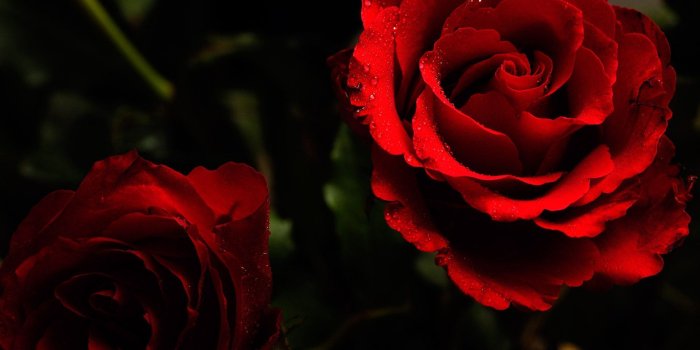 1920x1200 Aesthetic Wallpaper Black Rose – Free Download Wallpaper