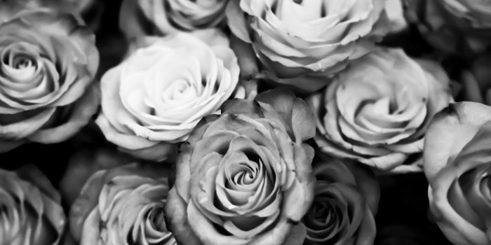 3200x2400 60+ Black and White Roses Vintage Wallpapers - Download at WallpaperBro