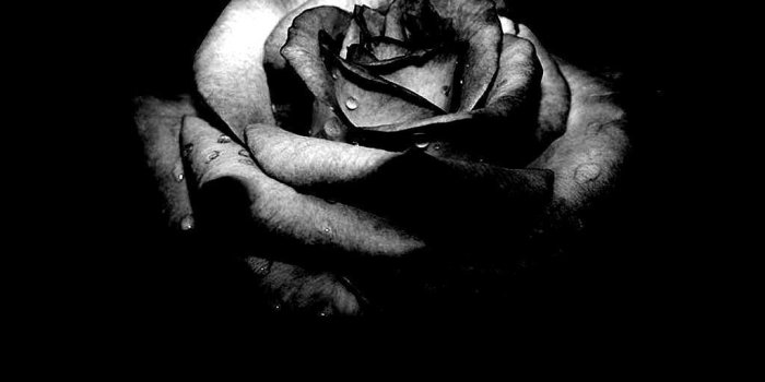 1024x768 dongetrabi: Black Rose And Broken Heart Images