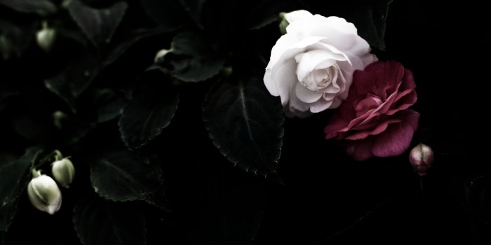 2880x1800 Black and White Flower Wallpaper (56+ images)