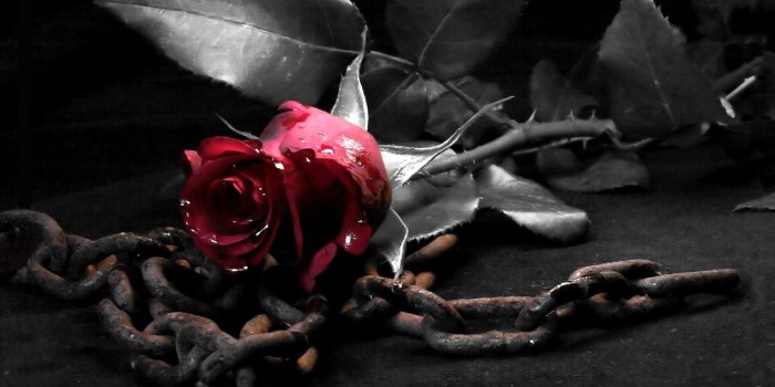1280x800 41+] Gothic Roses Wallpaper on WallpaperSafari