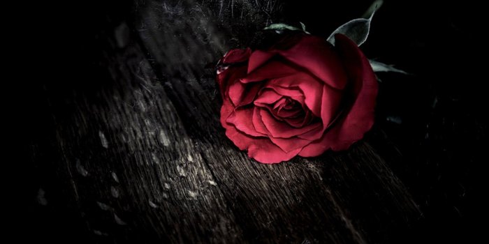 1680x1050 Flowers Roses Phone Mood wallpaper