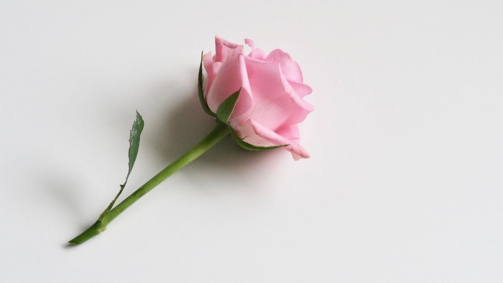 1920x1080 Single Rose Wallpaper - Flower Rose White Background (#609135) - HD