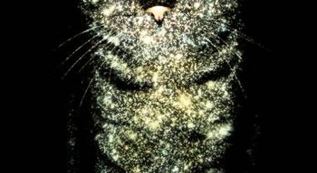640x1280 Galaxy Cat Wallpaper by Zomka - 32 - Free on ZEDGE™